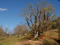 Berchtesgaden – Salzbourg: amélioration du réseau écologique des prairies extensives