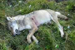Non à l'acclimatation du loup dans le Valais