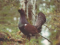 Des " îles écologiques " à la mise en réseau des paysages