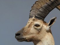 Les bouquetins ne seront pas chassés