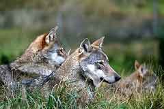 Loup : la France tire, la Suisse fête la naissance de louveteaux