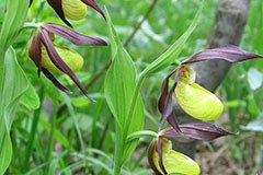 Protection des Alpes : l'Autriche doit faire mieux