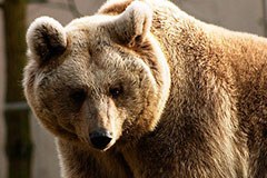 Point de vue de la CIPRA : Plaidoyer pour un ours mort