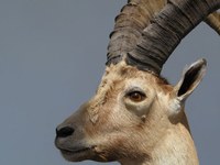 Le changement climatique favorise le bouquetin