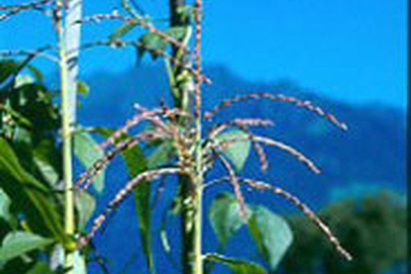 "Gene save" : sauvegarde transfrontalière des ressources génétiques végétales