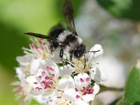 Abeilles sauvages : les grandes oubliées