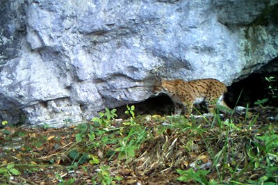 Des félins à protéger