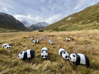 Des pandas relâchés dans les Alpes suisses