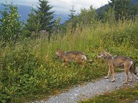 La chasse du loup évitée de justesse