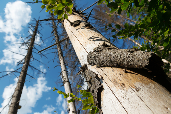 La forêt face au stress climatique