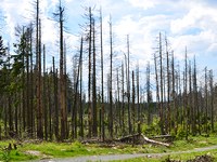 La forêt slovène en péril