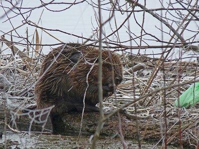 Le castor est de retour