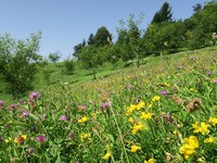 Les pollinisateurs, alliés irremplaçables de l’agriculture
