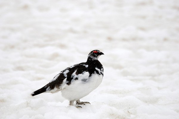 Moins d’habitats, d’autres voies de migration