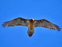 Observer le gypaète barbu