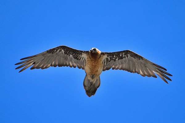 Observer le gypaète barbu