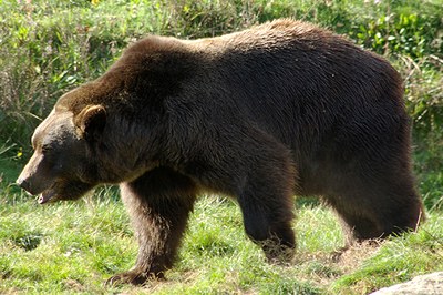 Ours : à nous de prendre nos responsabilités