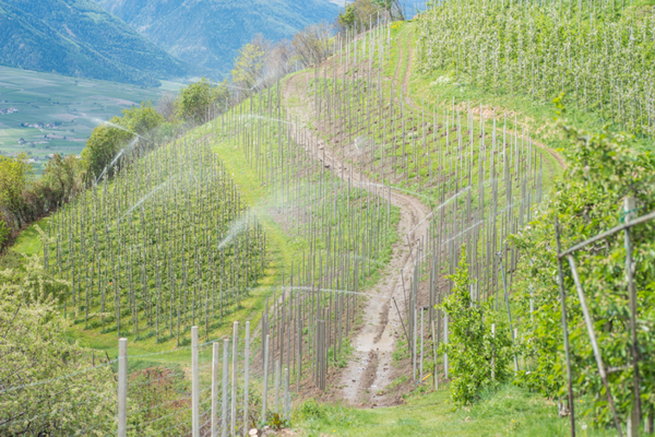 Pesticides en montagne