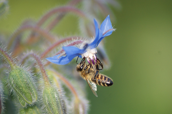 Pourra-t-on sauver les abeilles ?
