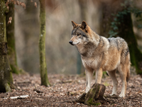 Projets européens controversés : le statut de protection du loup risque d’être abaissé