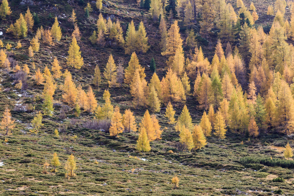 Science participative dans les forêts alpines : quand le mélèze nous raconte
