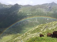 Un réseau alpin de berger·ères