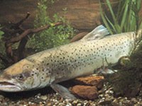 Ukrepi za varstvo Alpskega Rena in Bodenskega jezera