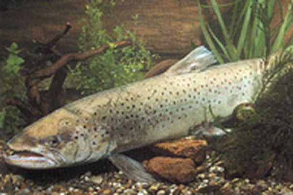 Ukrepi za varstvo Alpskega Rena in Bodenskega jezera