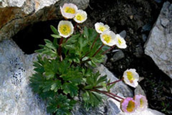 Zaradi podnebnih sprememb se zmanjšuje vrstna pestrost