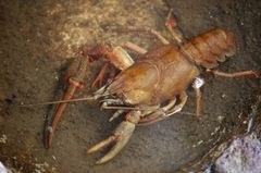 V Evropi več kot 10.000 tujerodnih vrst