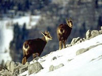 Izšla nova publikacija: Mountain Biodiversity and Climate Change