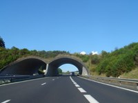 Jelenjad in risi odslej po koridorju med Alpami in Karpati