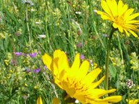 Biotska raznovrstnost - trenutno najaktualnejša tema