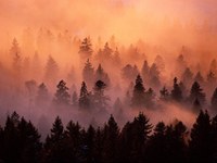 Leto gozdov: akcije v alpskem prostoru