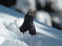 Ruševec pod stresom