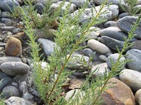 Zaradi tamariske vložena pritožba zoper Avstrijo pri Evropski komisiji