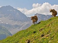 Planinskih pašnikov je vedno manj