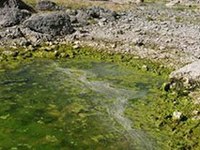 V narodnih parkih so začeli odstranjevati tujerodne ribje vrste