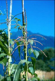 "Gene save" -  čezmejno varstvo rastlinskih genskih virov