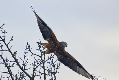 Divjad, podnebne spremembe in – svinec