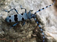 Elementarno, ogroženo