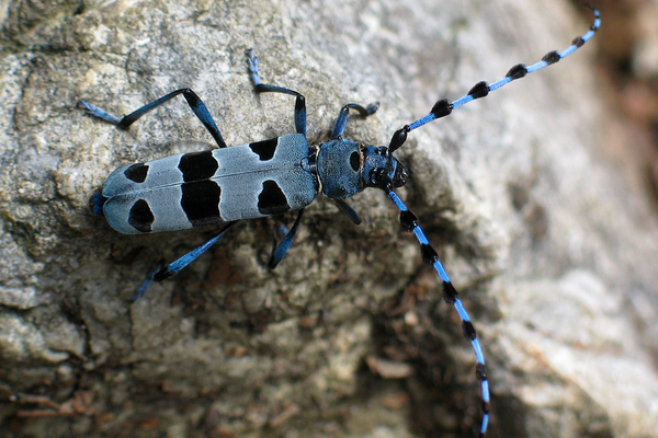 Elementarno, ogroženo