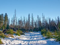 Gorski gozd v času podnebnih sprememb