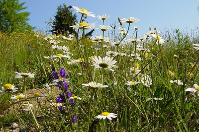 Kako učinkovita je EU pri varovanju narave?