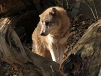 Ko se selijo volkovi