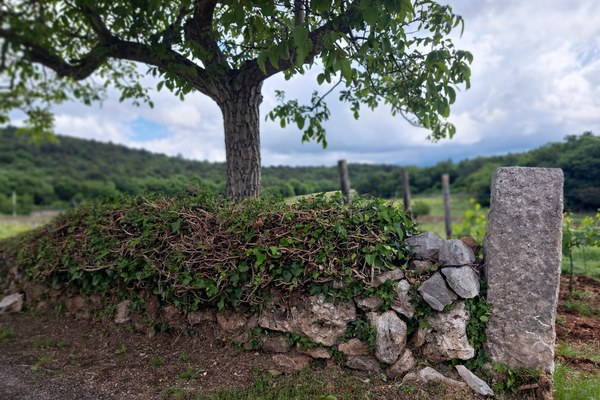 Kup kamenja ali dragocena dediščina? Anketa o suhozidni gradnji