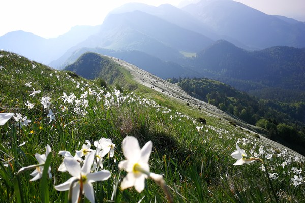 Med narcise letos le z avtobusom