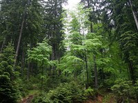 Napoved: Strokovna ekskurzija v Pahernikove gozdove