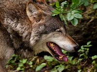 Problematika volkov: razpravo o vrednotah je treba voditi odprto