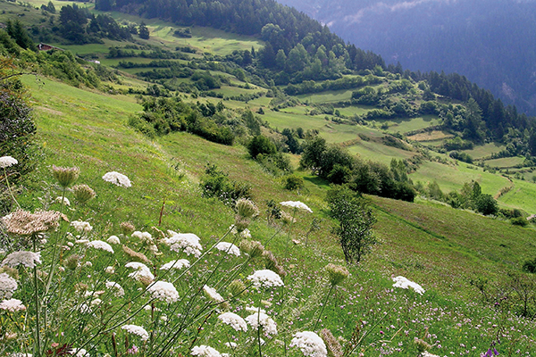 Sistem izmenjave na regionalni ravni